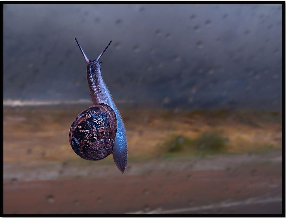 "Mirando la lluvia" de Roberto Bernabitti