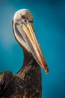 La mirada sorprendida del pelicano