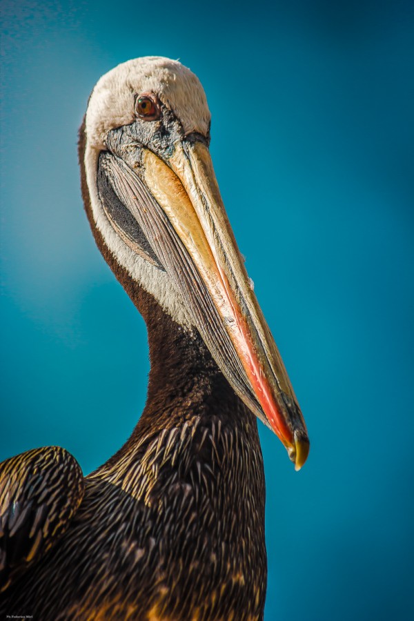 "La mirada sorprendida del pelicano" de Federico Miri