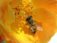 Una abeja detecta alimento.