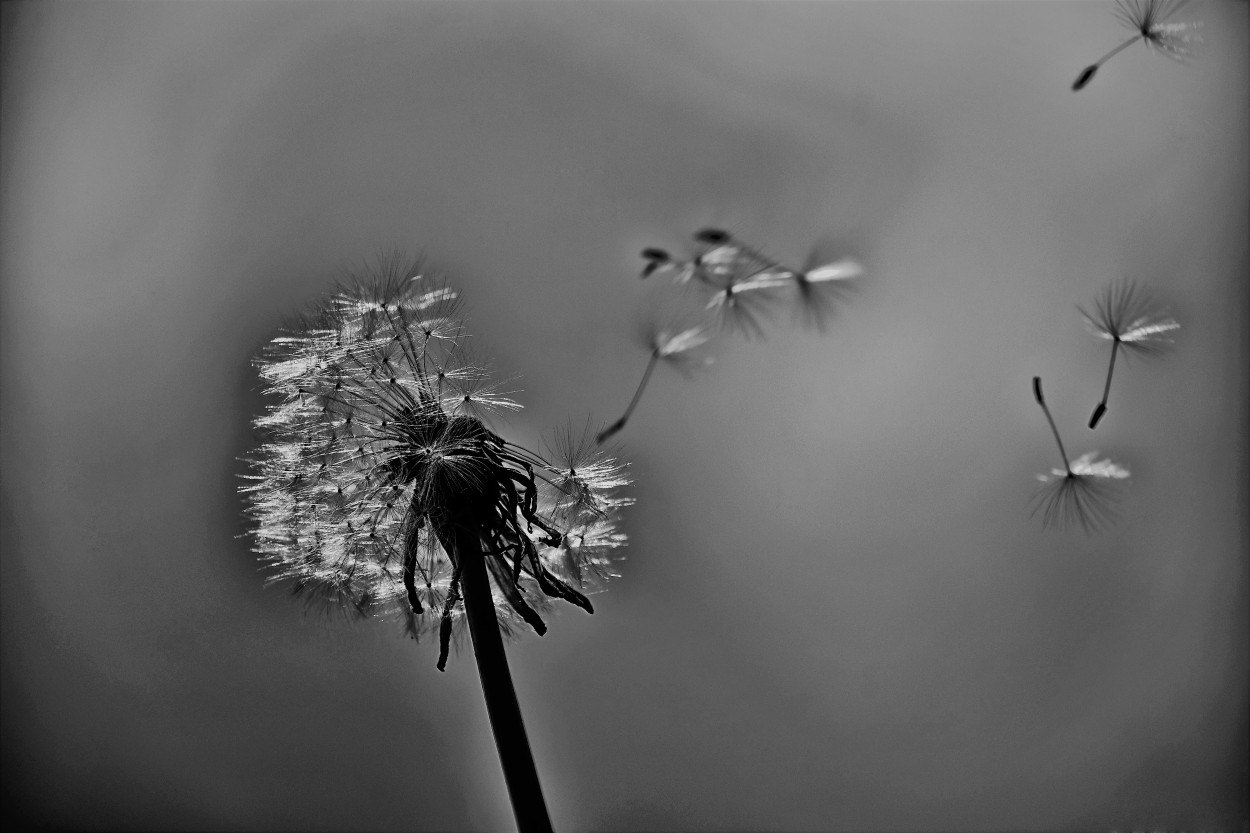 FotoRevista / Convocatoria / Semillas al viento... de Maria Isabel Hempe