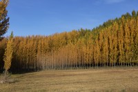 Bosque amarillo de alamos