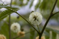 La flor de la acacia II