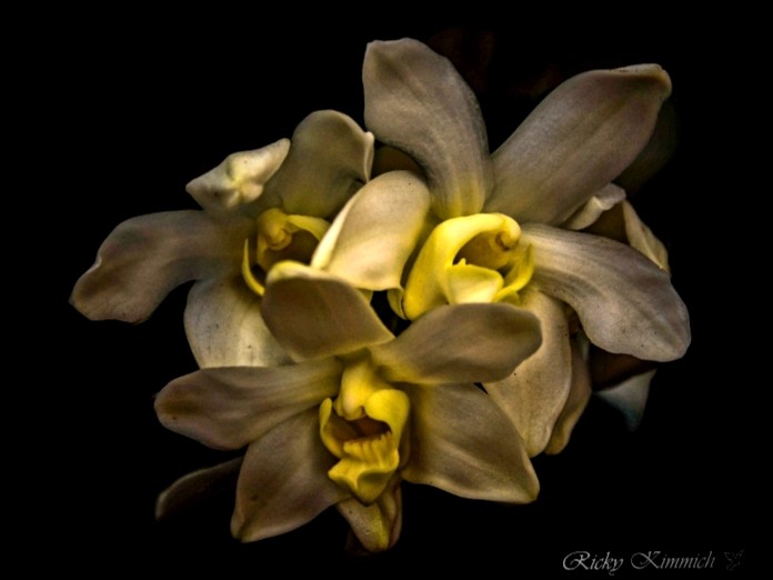 FotoRevista / Convocatoria / Primavera y sus orquideas de Ricky Kimmich
