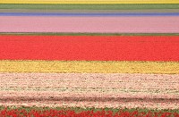 primavera en Olanda