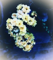 Flores de calanchoes