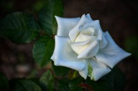 Una rosa blanca...