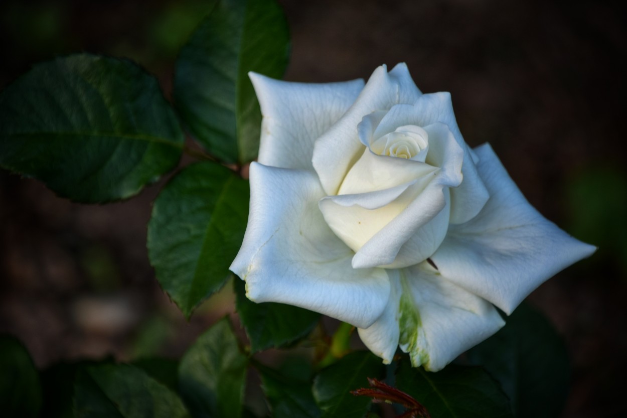 "Una rosa blanca..." de Maria Isabel Hempe