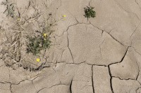 Crecer en el desierto 3
